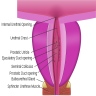Prostatic urethra