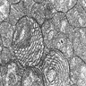 Cytoplasm packed with mitochondria with stacked cristae
