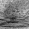 Electron dense fibers