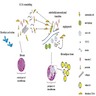 Proposed pathogenesis of elastofibroma