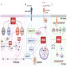 HMGA2 activation leading to proliferation and apoptosis
