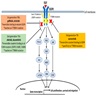 EGFR oncogenic pathways & TKI targeting