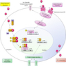 Estrogen signaling pathways