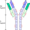 Antibody structure