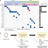 Driver mutations and pathway analyses
