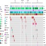 Clinicopathological features and mutation spectrum